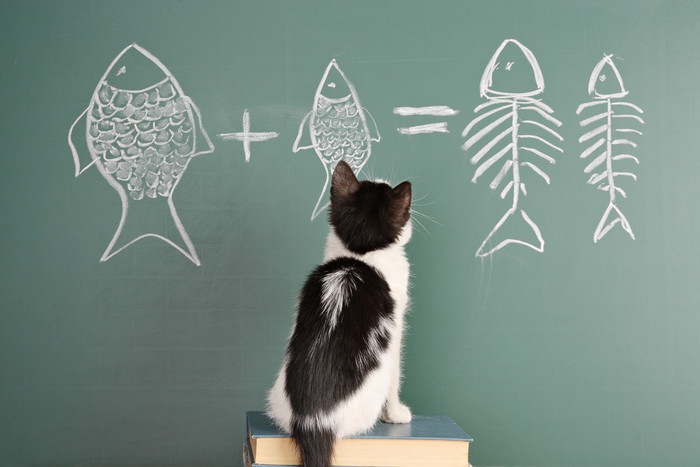 黒板に書かれた魚と猫