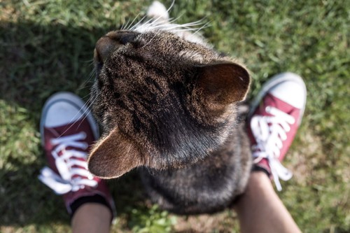 草の上で人の足の間をくぐる猫