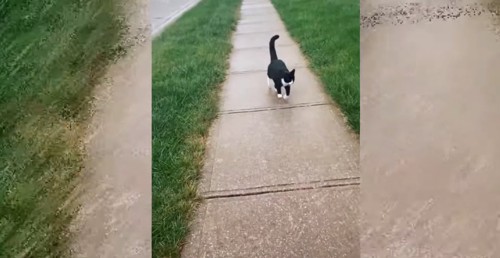 歩道を走るハチワレ猫