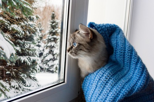 窓から雪景色を見るマフラーを巻く猫