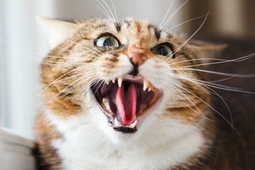 牙をむいて威嚇する猫