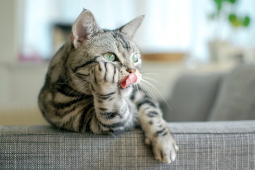 舌を出している猫