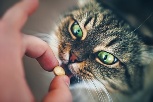 薬を食べる猫