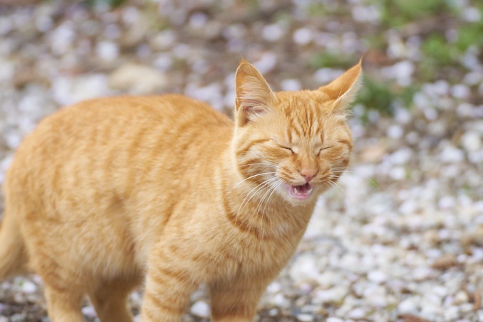 くしゃみをしている猫の写真