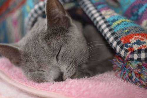 毛布の中で眠るグレーの猫