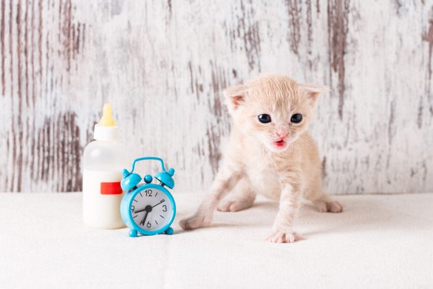 子猫とミルクと時計