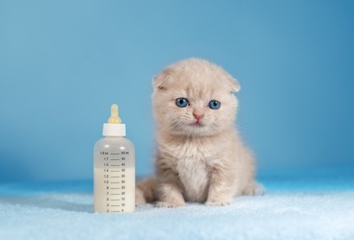 子猫と哺乳瓶に入ったミルク
