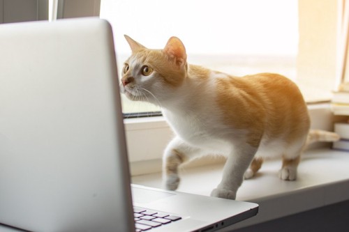 PCを見る猫