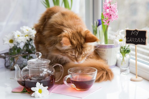 お茶を嗅ぐ猫
