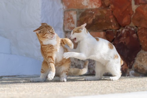 喧嘩をする二匹の猫