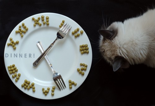 お皿とフォークで表した時計と、それを見る猫