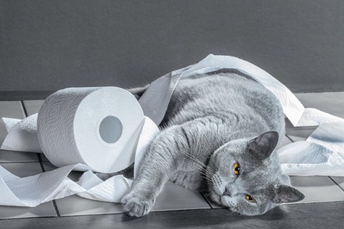 トイレットペーパーで遊んで寝転ぶ粗相が治らない猫