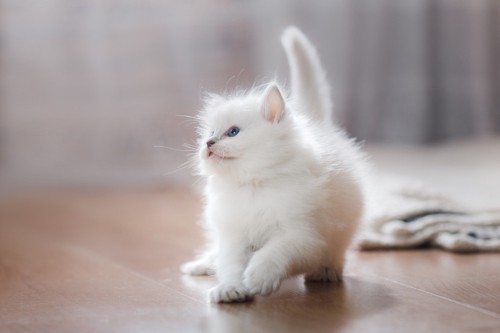 白い仔猫 