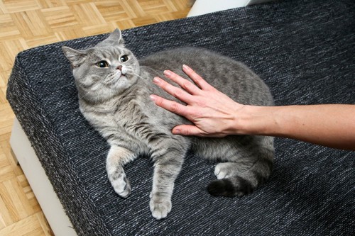 触られて嫌そうな猫