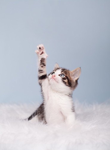 片手を上げる猫