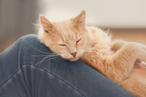 人の腿で眠る猫