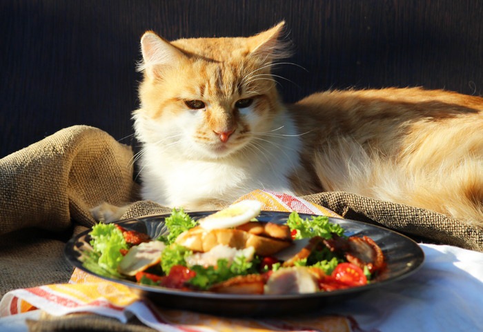 食事のお皿と猫