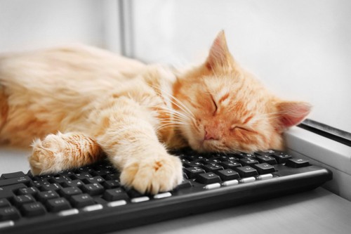 キーボードの上で熟睡する猫