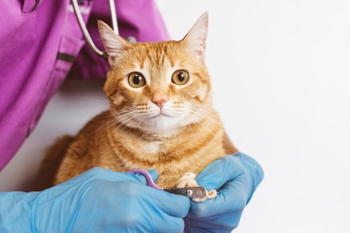 猫の爪を切る獣医師