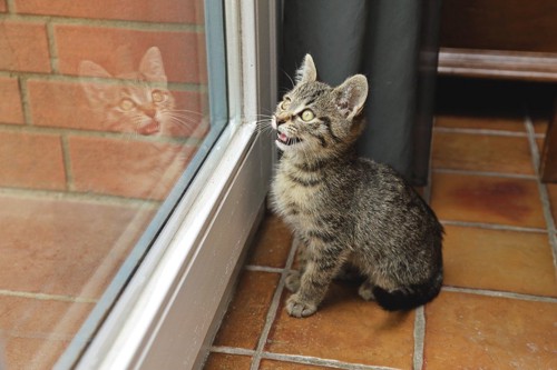 窓の外に向かって鳴く子猫