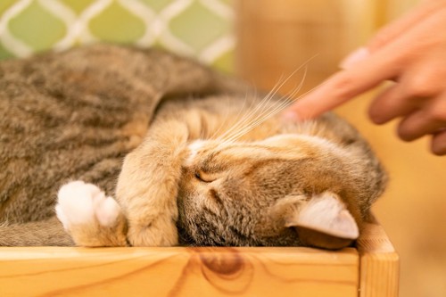 寝ている猫に触れる人の指