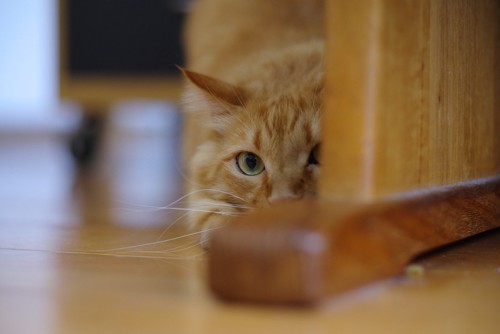 机の下に隠れる猫