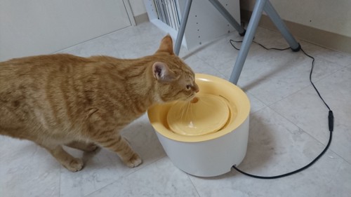 給水器の水を飲む茶トラ猫