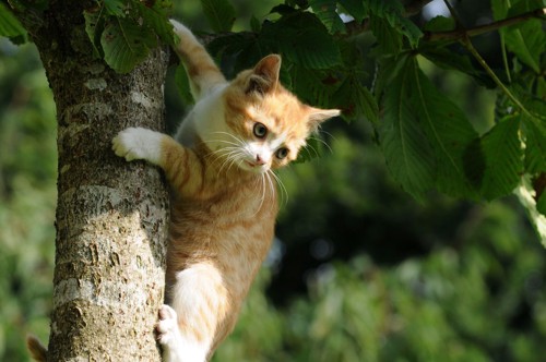 木に登る子猫