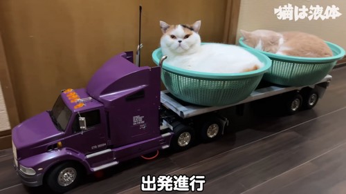 ラジコンのトレーラーに乗る猫