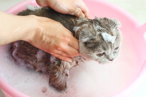 洗面器の中で洗われる猫