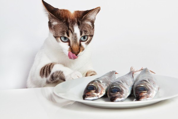 魚が食べたい猫