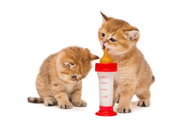 2匹の子猫とミルク入り哺乳瓶