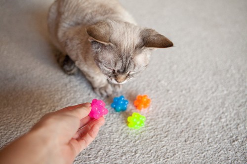 蛍光色のおもちゃを見つめる猫