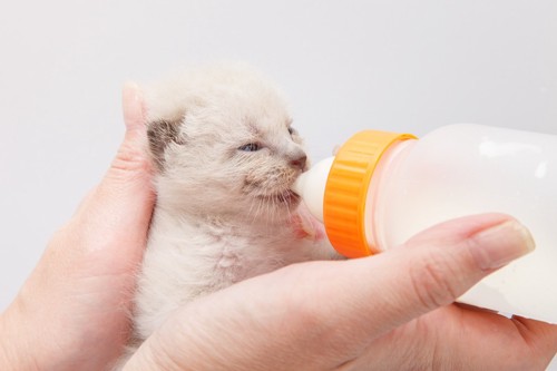 哺乳瓶からミルクを飲む子猫