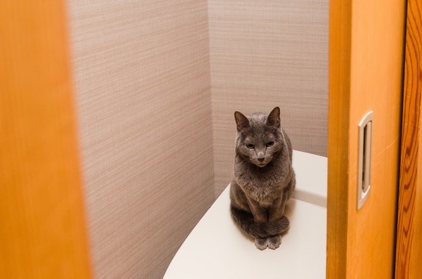 トイレの中に猫