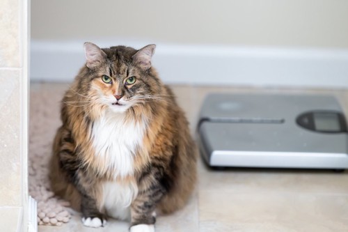 体重計と肥満気味の長毛猫