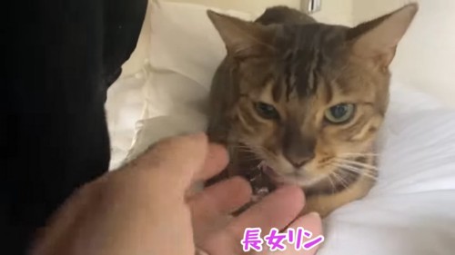 香箱座りの猫を触る人の手