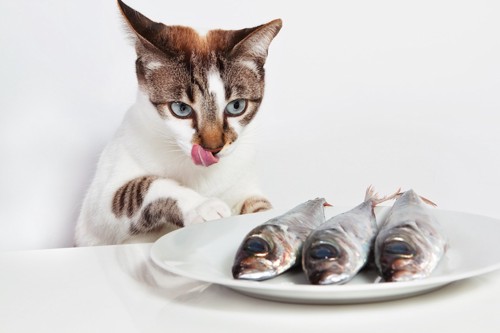テーブルの上の魚を狙う猫