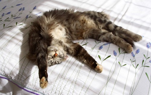 ベッドの上でバンザイ寝をする猫