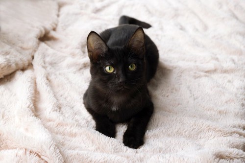 毛布の上からこちらを見つめる黒猫