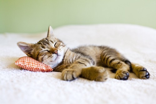 枕を使って眠る子猫