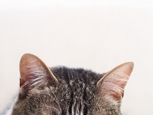猫の耳の写真