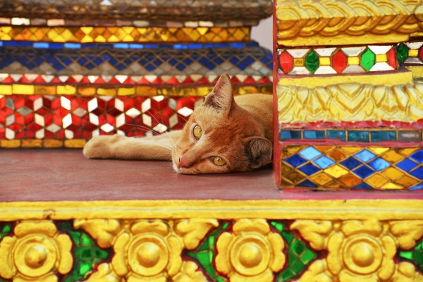 寺社の前の猫