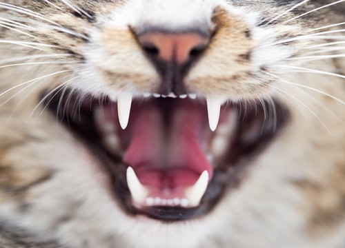 猫の口と歯のアップ