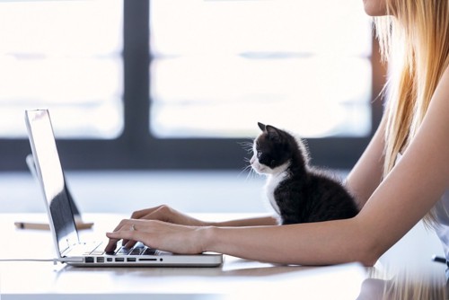 パソコンをする女性と一緒に画面を見つめる猫