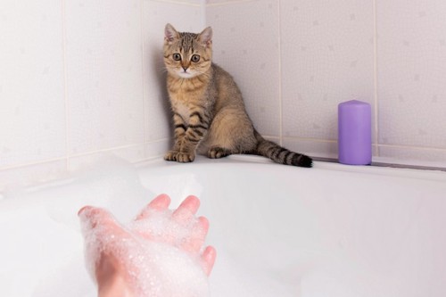 お風呂場で湯船から差し出される手と逃げ腰の猫
