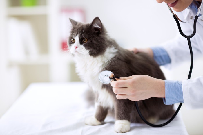 聴診器を持つ獣医師と猫の写真 