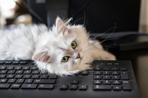 パソコンキーボード上から見つめる猫