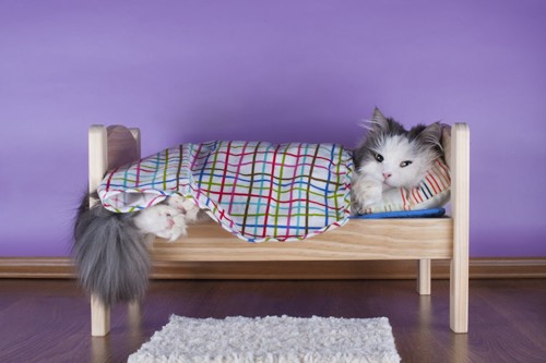 猫用のベッドでブランケットをかけて眠る猫