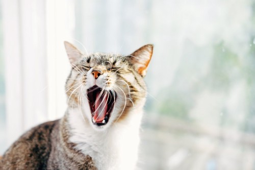 大きく口を開ける猫